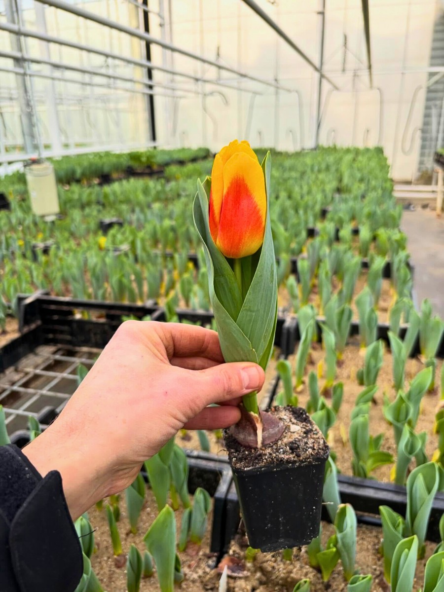 How Does Tulip Breeding Work, From First Cross to a Named Variety?