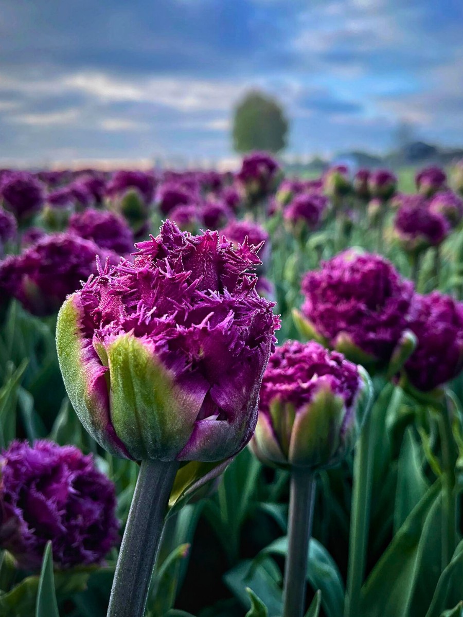 How Does Tulip Breeding Work, From First Cross to a Named Variety?