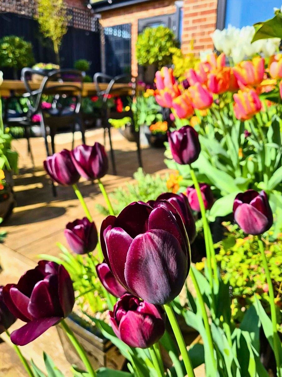 How Does Tulip Breeding Work, From First Cross to a Named Variety?