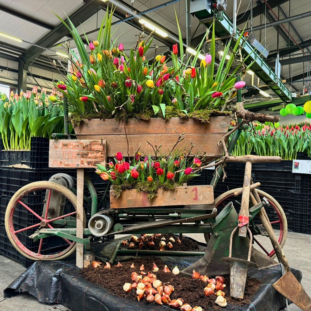 How Does Tulip Breeding Work, From First Cross to a Named Variety?