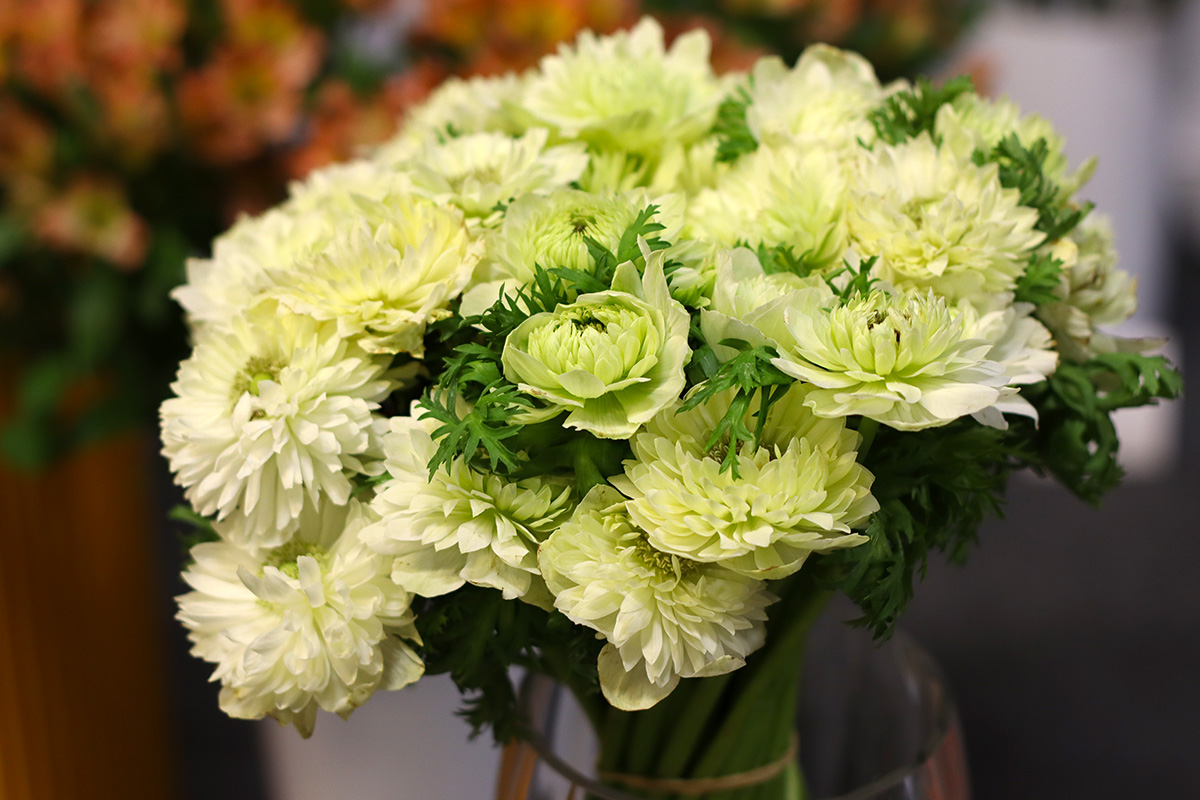 FlorEvent 2026 Anemone Levante