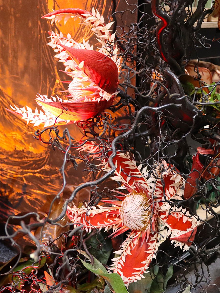 FlorEvent 2026 Leocadie Proteas