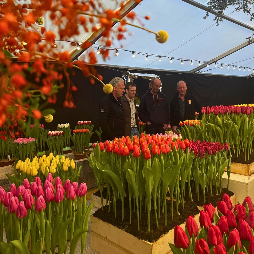 How Does Tulip Breeding Work, From First Cross to a Named Variety?
