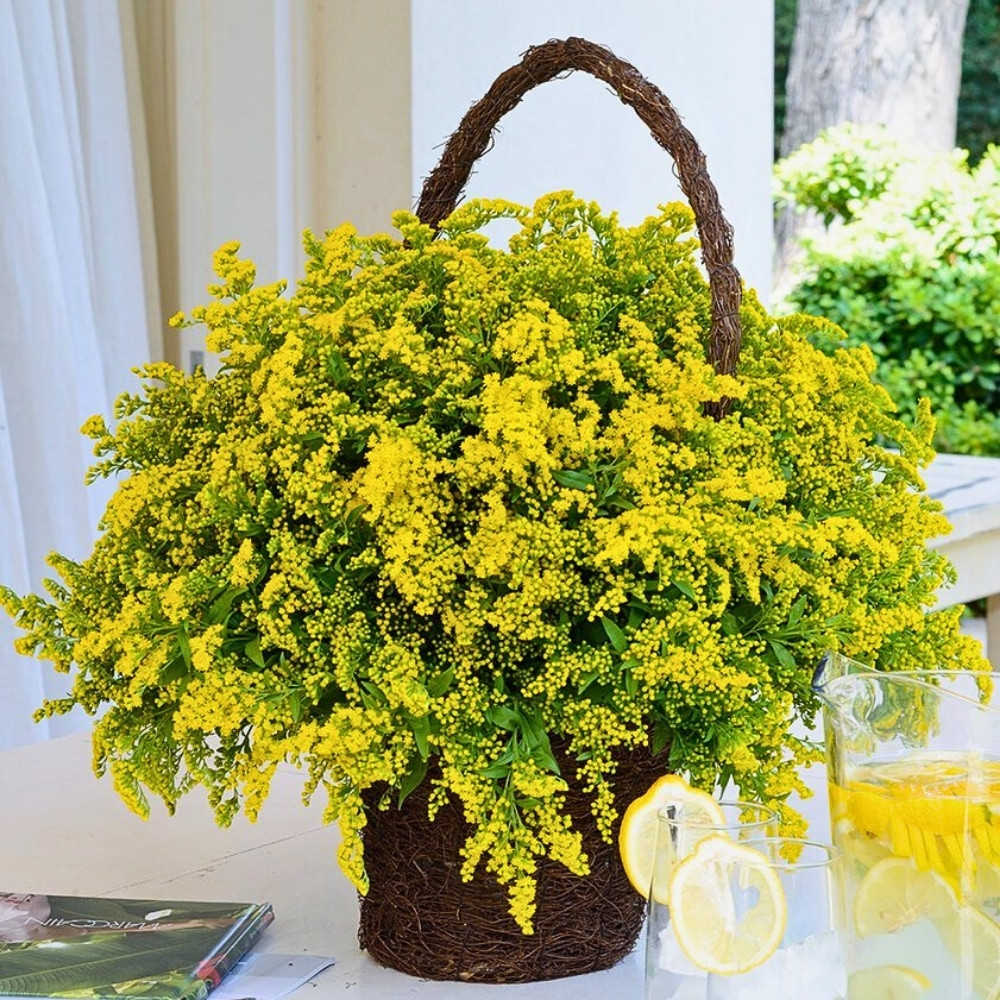 Happy Yellow Day: Danziger's Flowers That Make March 21 the Most Joyful Day in the Floral Calendar