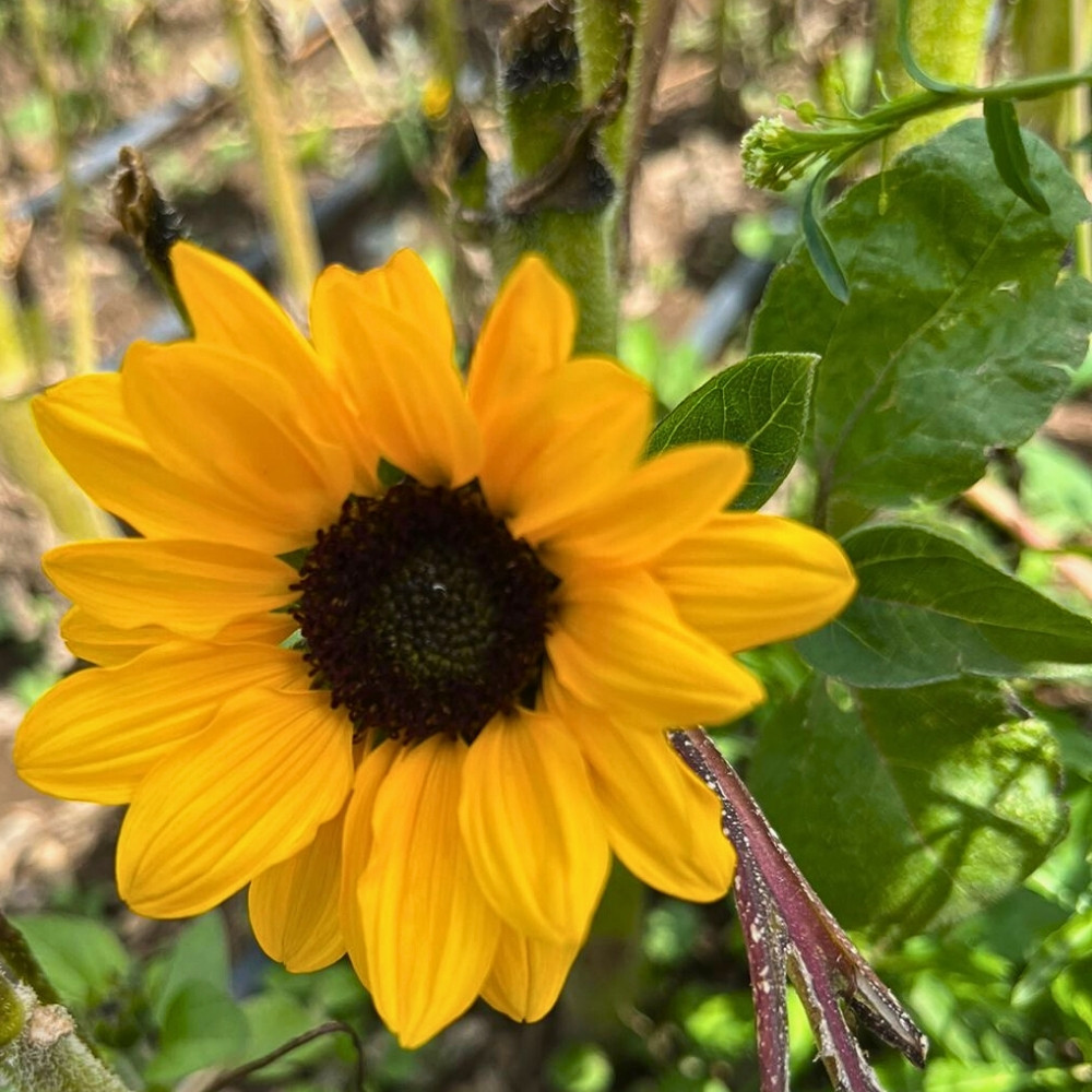 Happy Yellow Day: Danziger's Flowers That Make March 21 the Most Joyful Day in the Floral Calendar