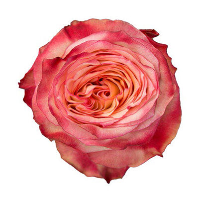 Rose Attraction Cut flower on Thursd