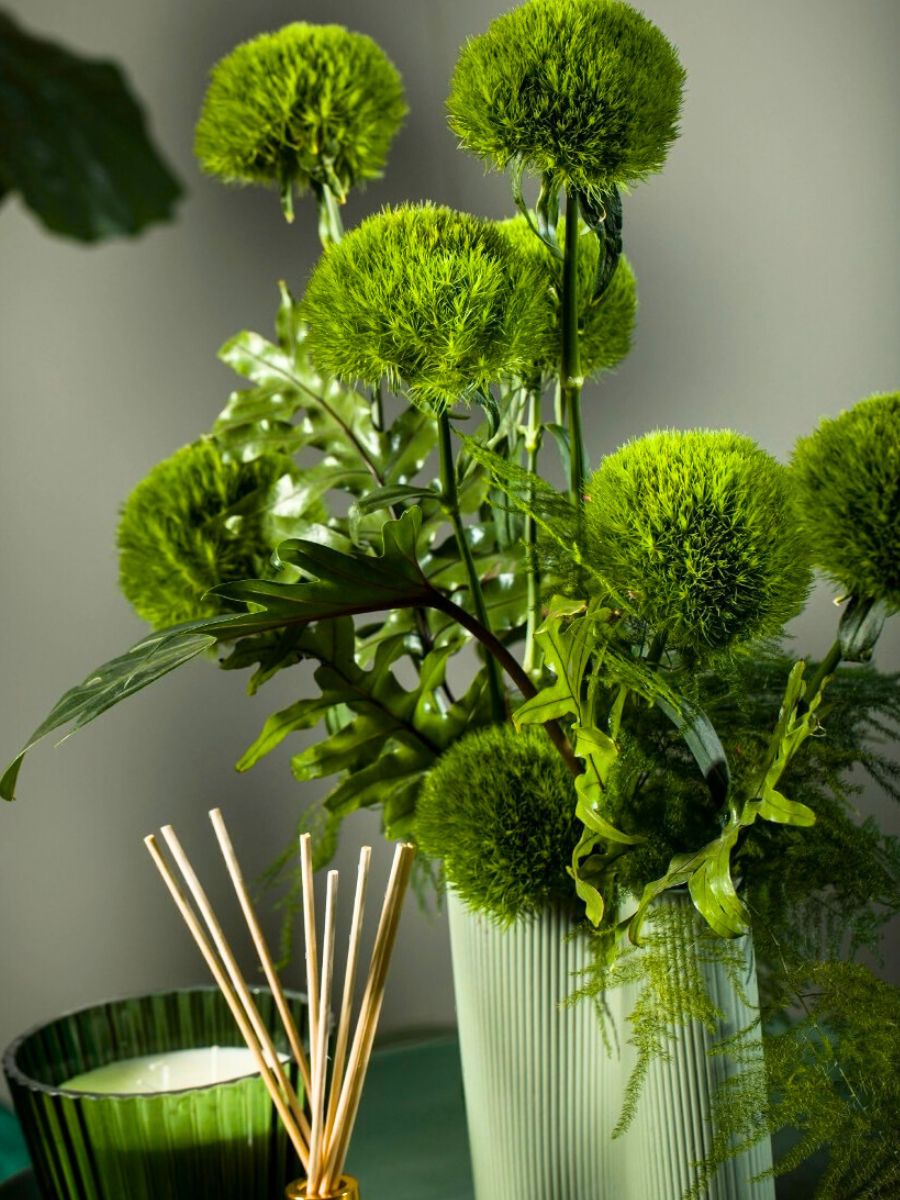 Dianthus Barberatus Fresh by Dummen Orange