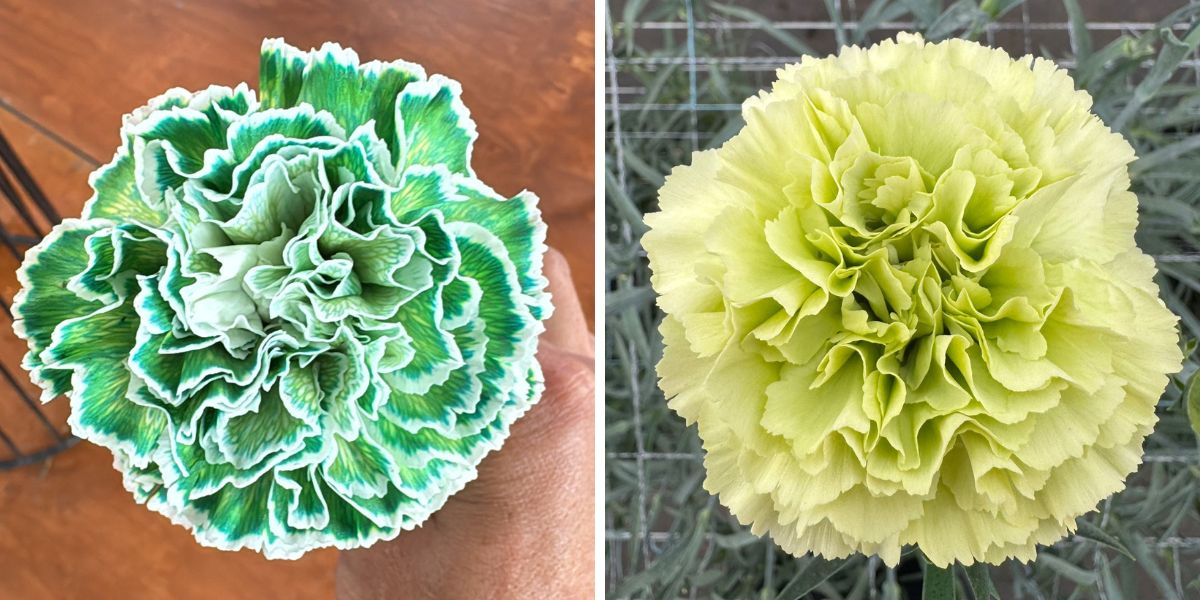 Green carnations by Dummen Orange