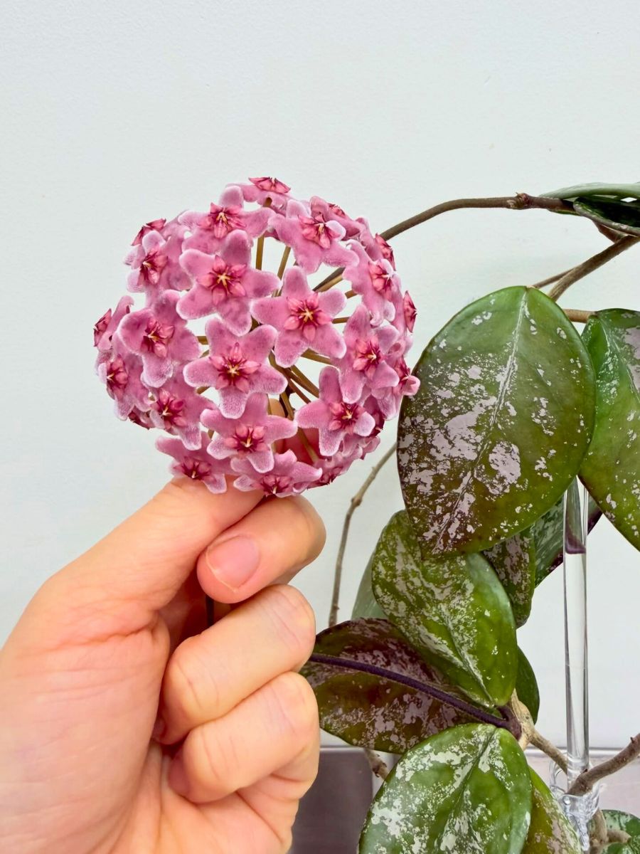 Hoya carnosa Stardust flower