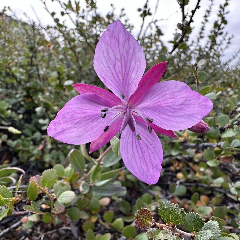 Beautiful flowers at Kangerlussuaq trek