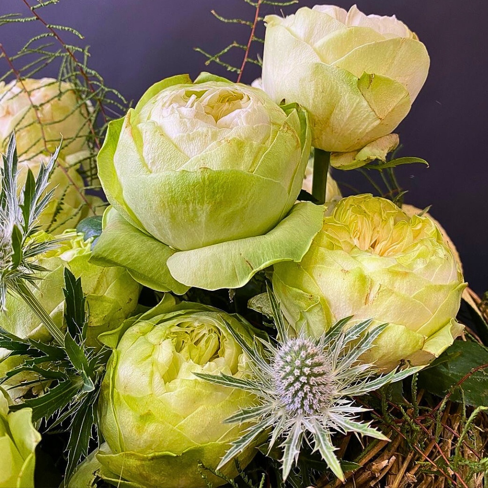 Fontana&rsquo;s Rose White Kahala Is a Perfect Muse for Your Spring Season Designs