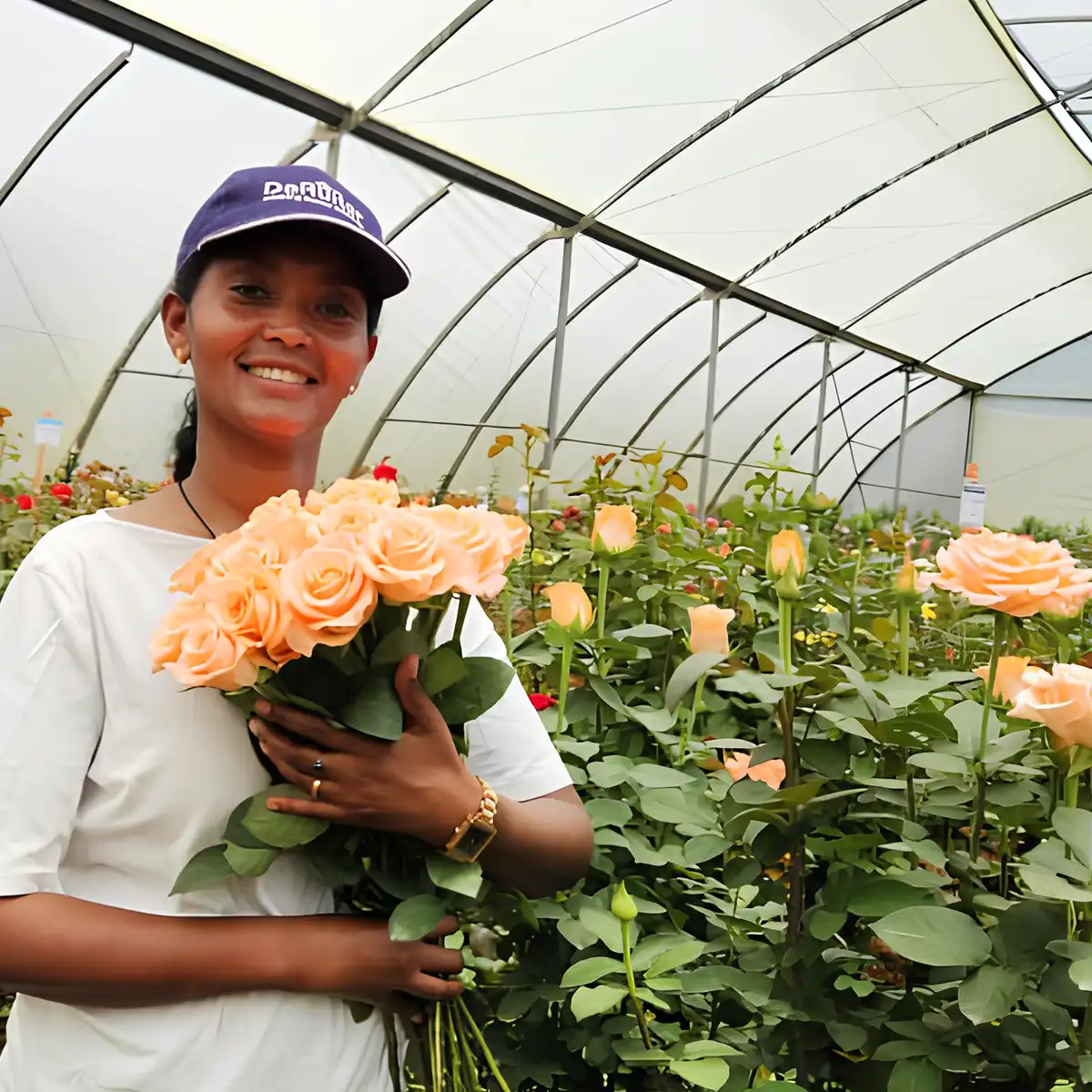 Ethiopia’s Rose Industry at a Turning Point