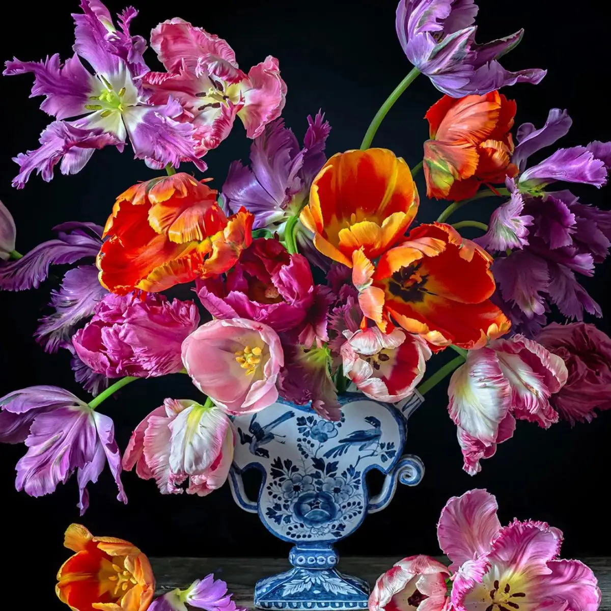 The beauty of parrot tulips