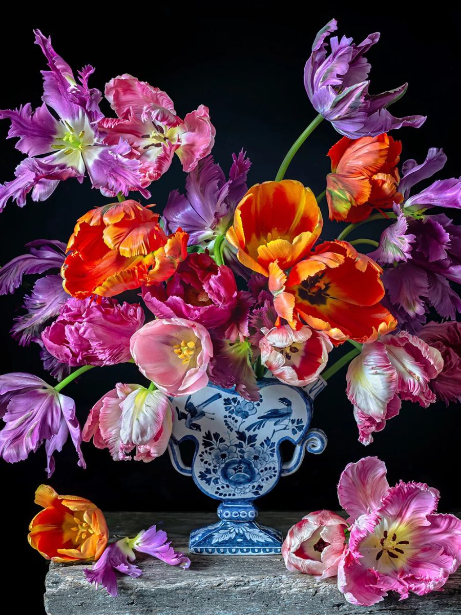 Colorful parrot tulips