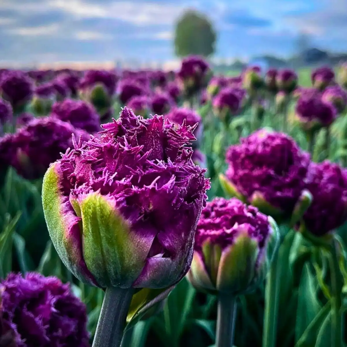 How Does Tulip Breeding Work? Here’s the Long Process of Creating Your Favorite Tulips