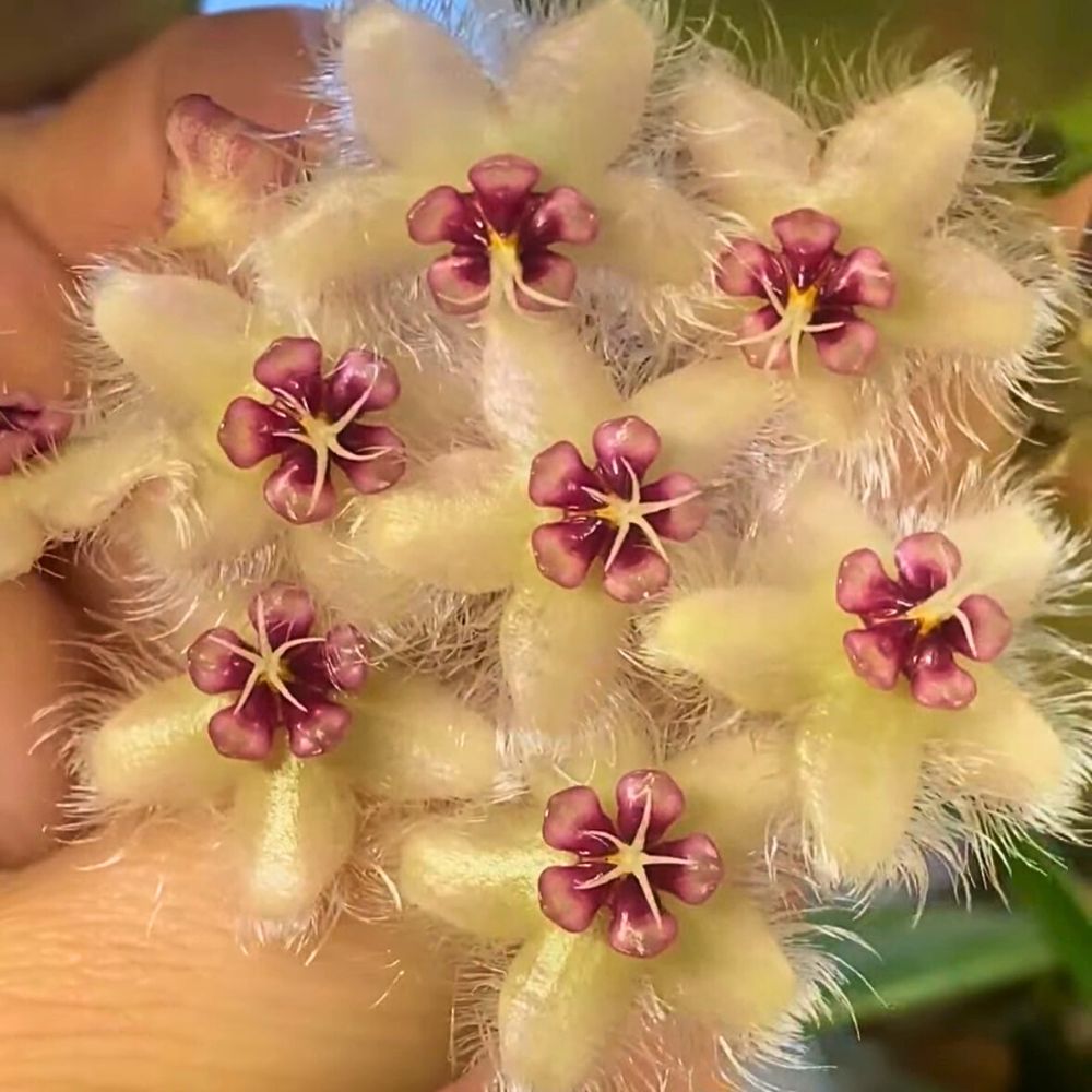 Hoya flower with a waxy look - Hoya umbels