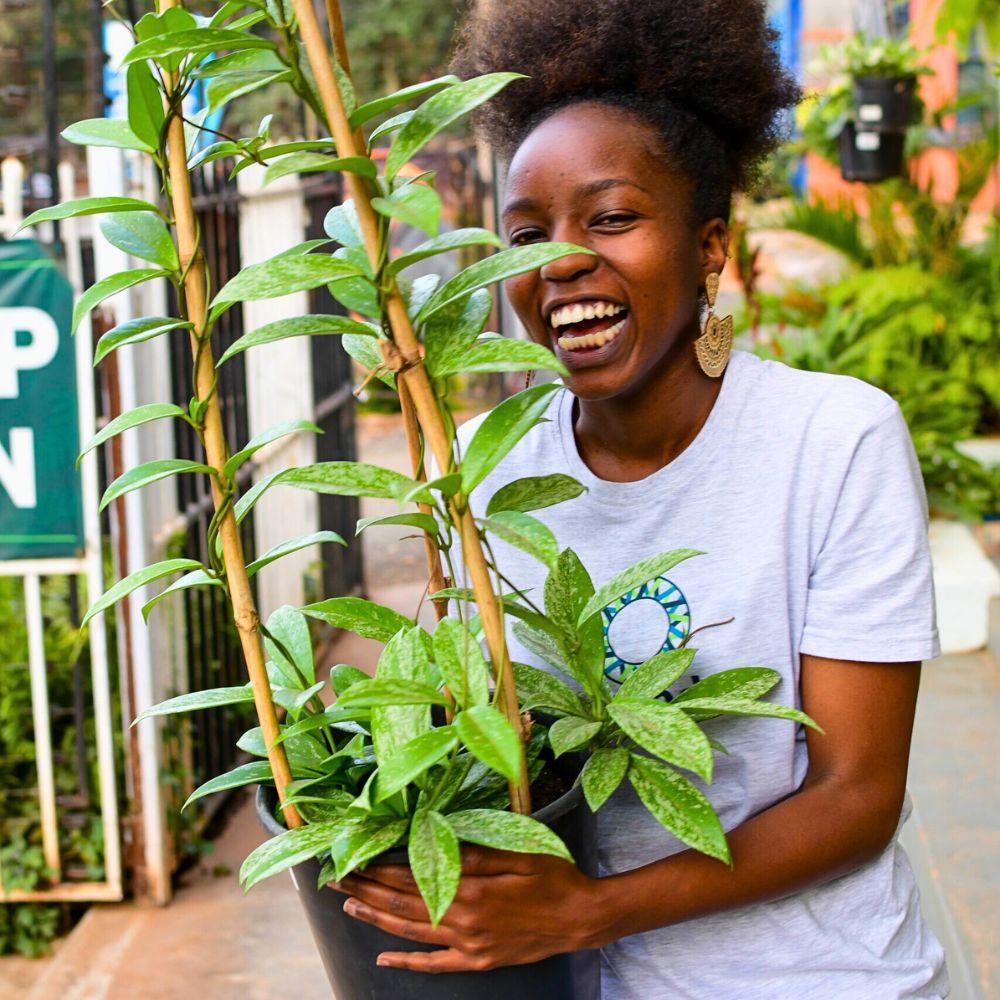 Hoya carnosa with variegated foliage 