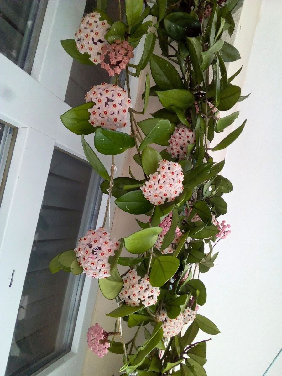 Hoya plant flowering beautifully