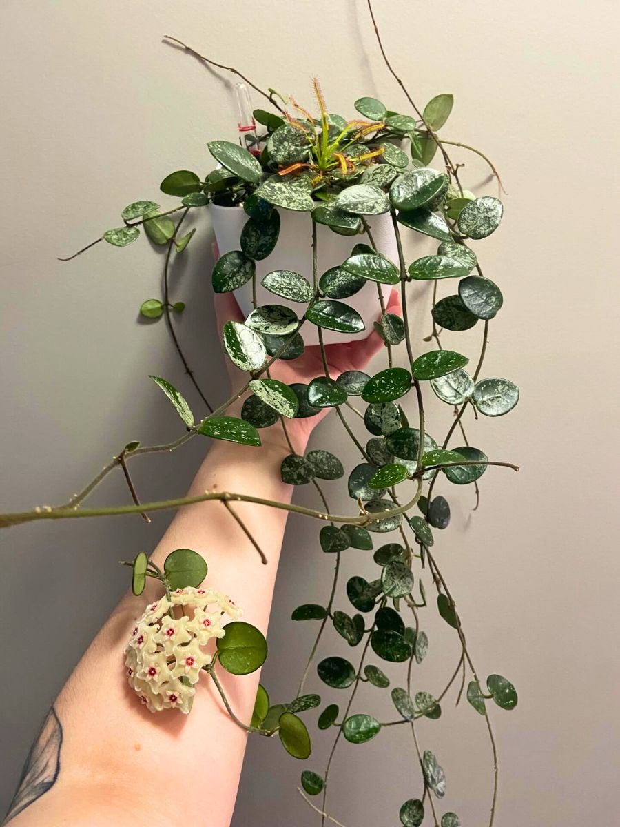 Hoya Mathilde with a flower popping out