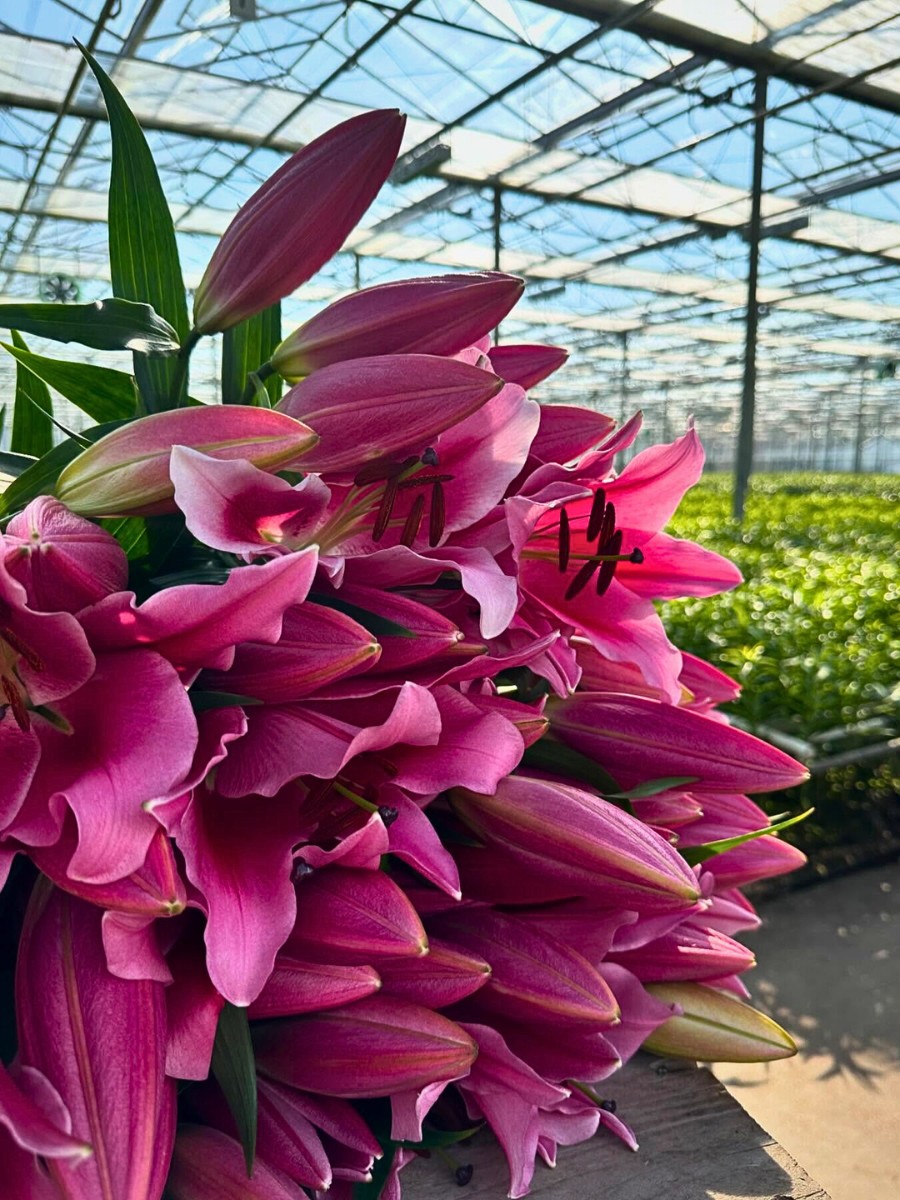 How Does Lily Breeding Work?