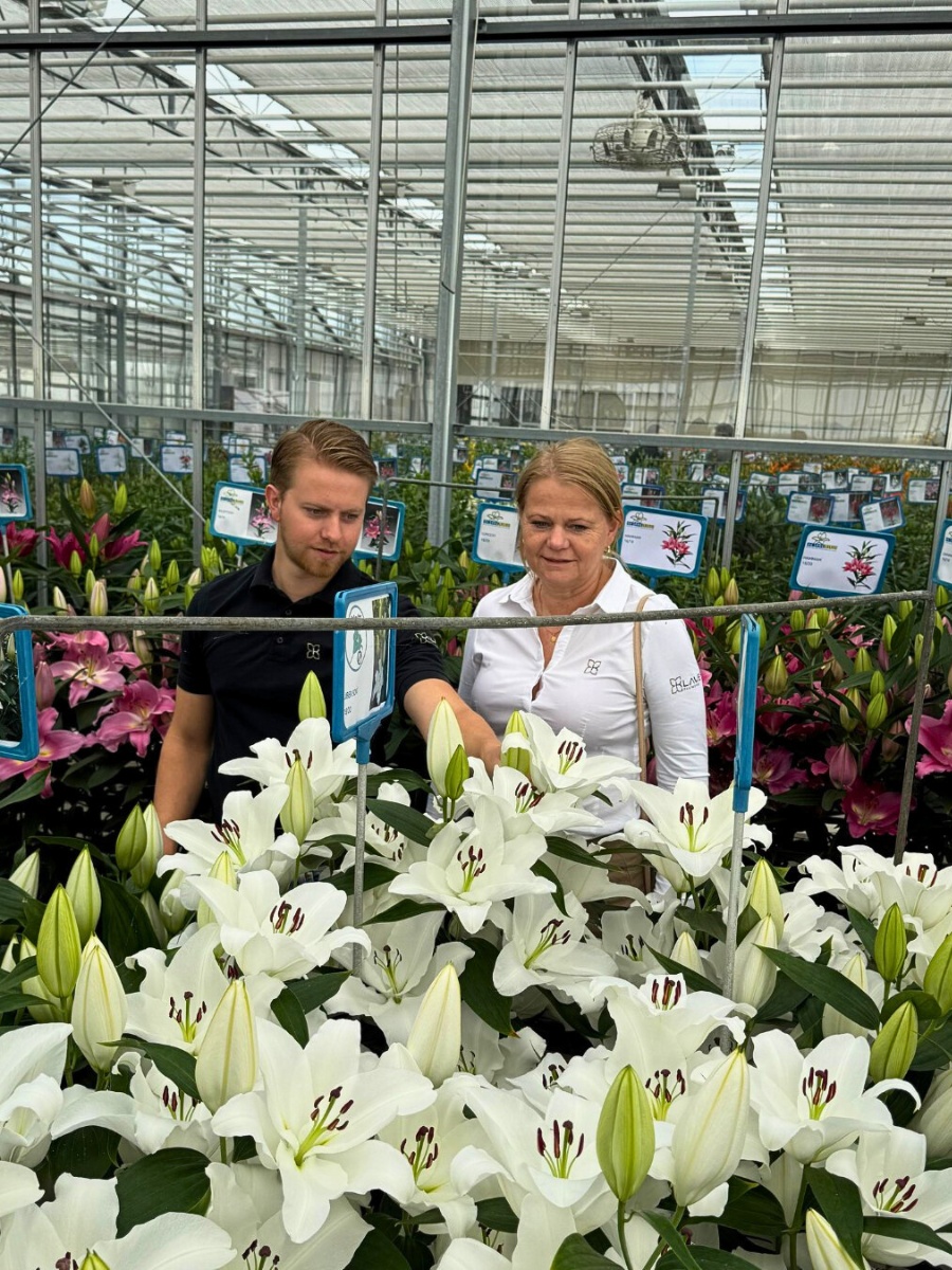 How Does Lily Breeding Work?
