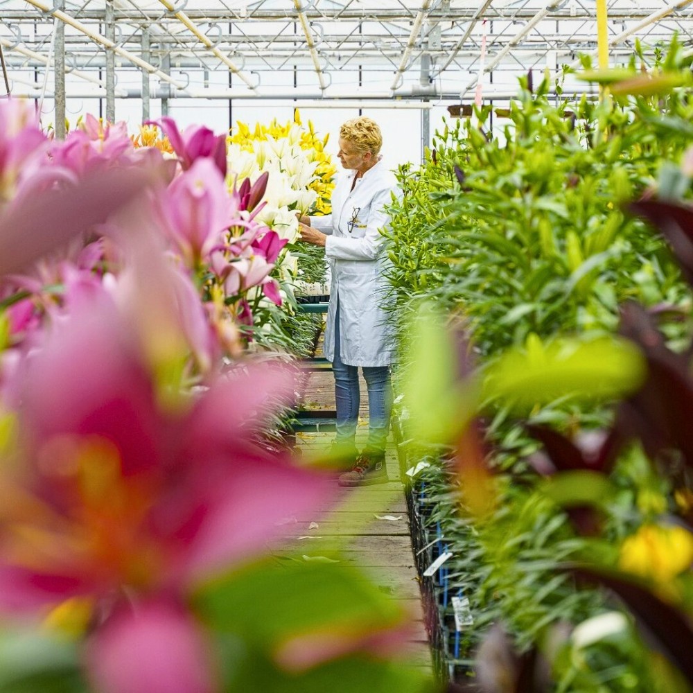 Lily breeding involves the deliberate crossing of two parent plants chosen from this pool to produce offspring that carry the best traits of both.