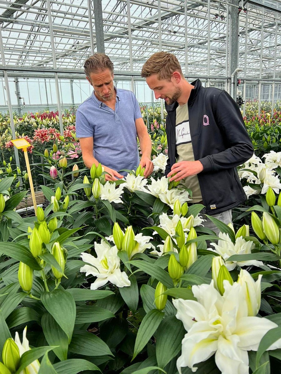 How Does Lily Breeding Work?