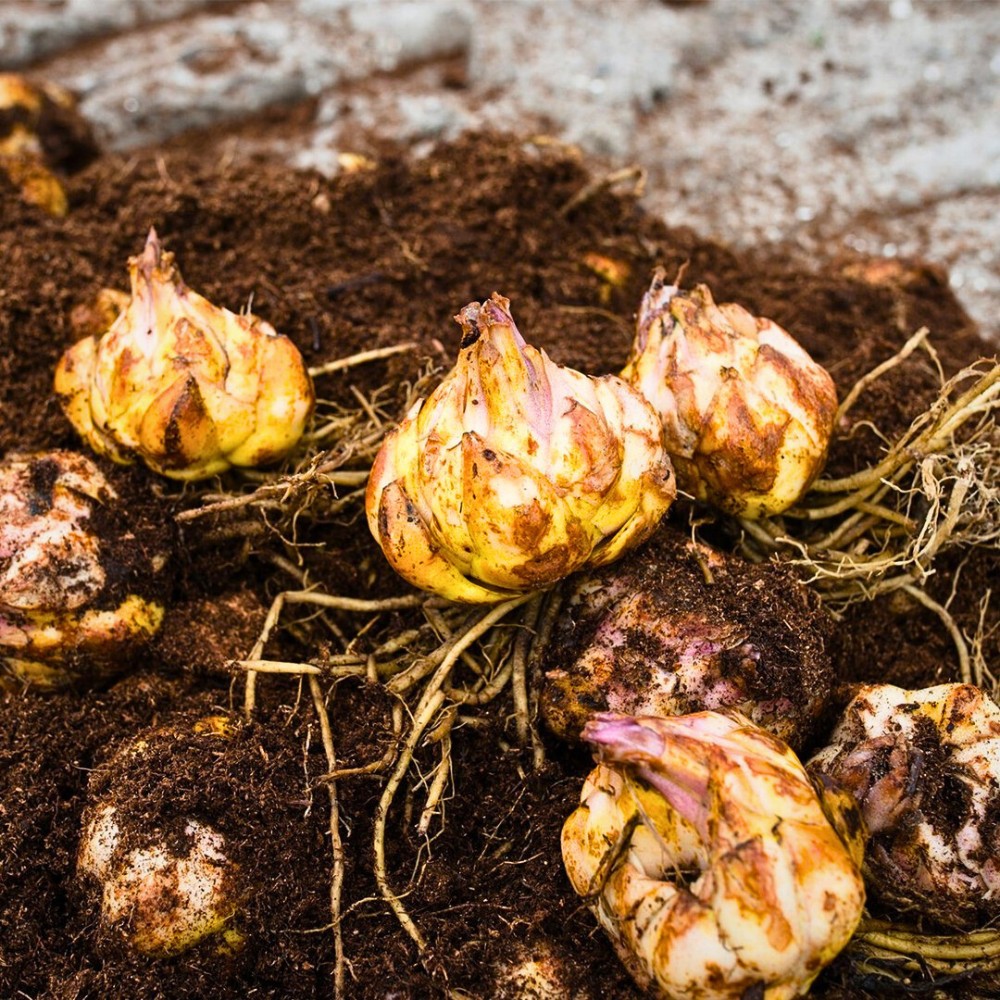 How Does Lily Breeding Work?