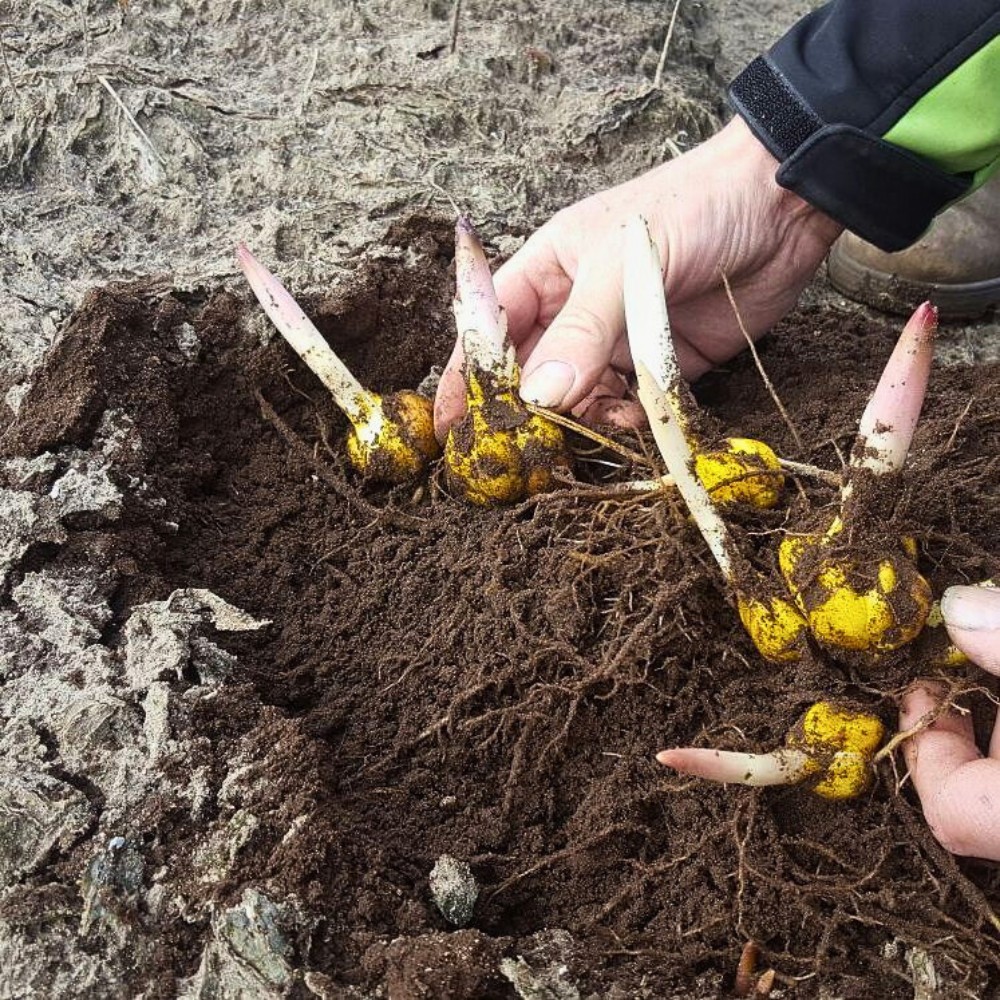 What Is the Process of Lily Breeding?