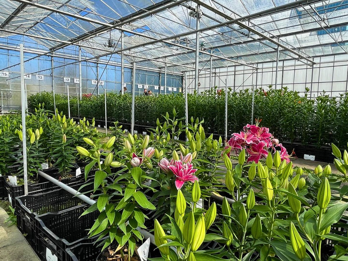 What Is the Process of Lily Breeding?