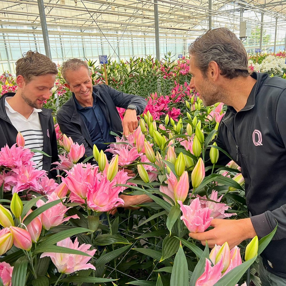 How Does Lily Breeding Work?