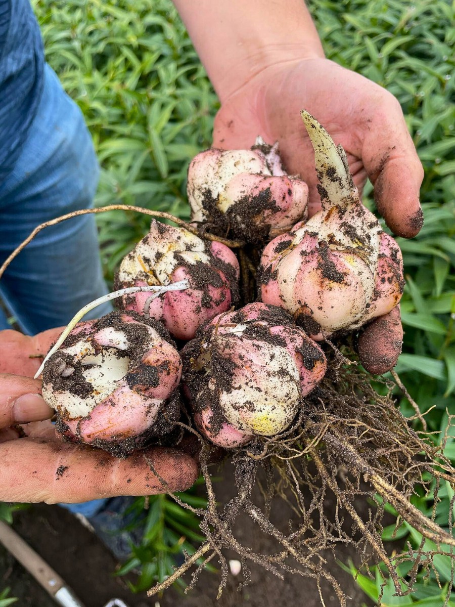 How Does Lily Breeding Work?