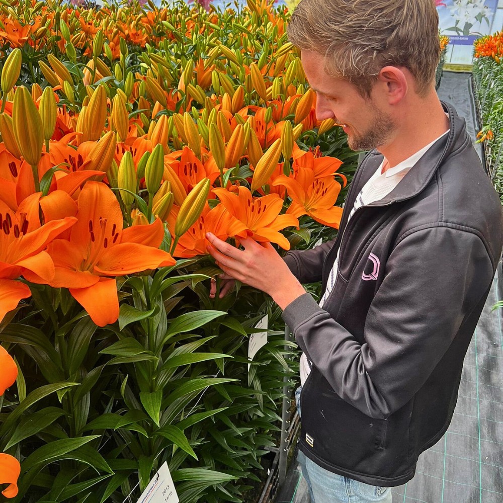 What Is the Process of Lily Breeding?