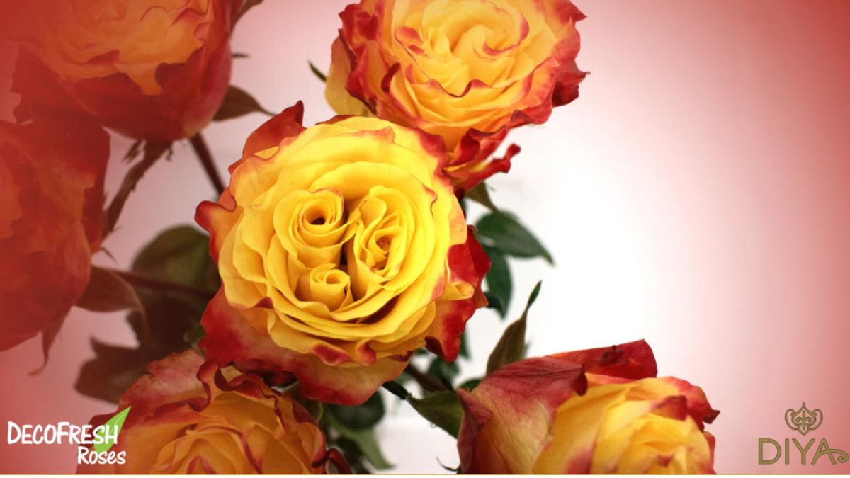 Rose Sunset X Pression by DecoFresh