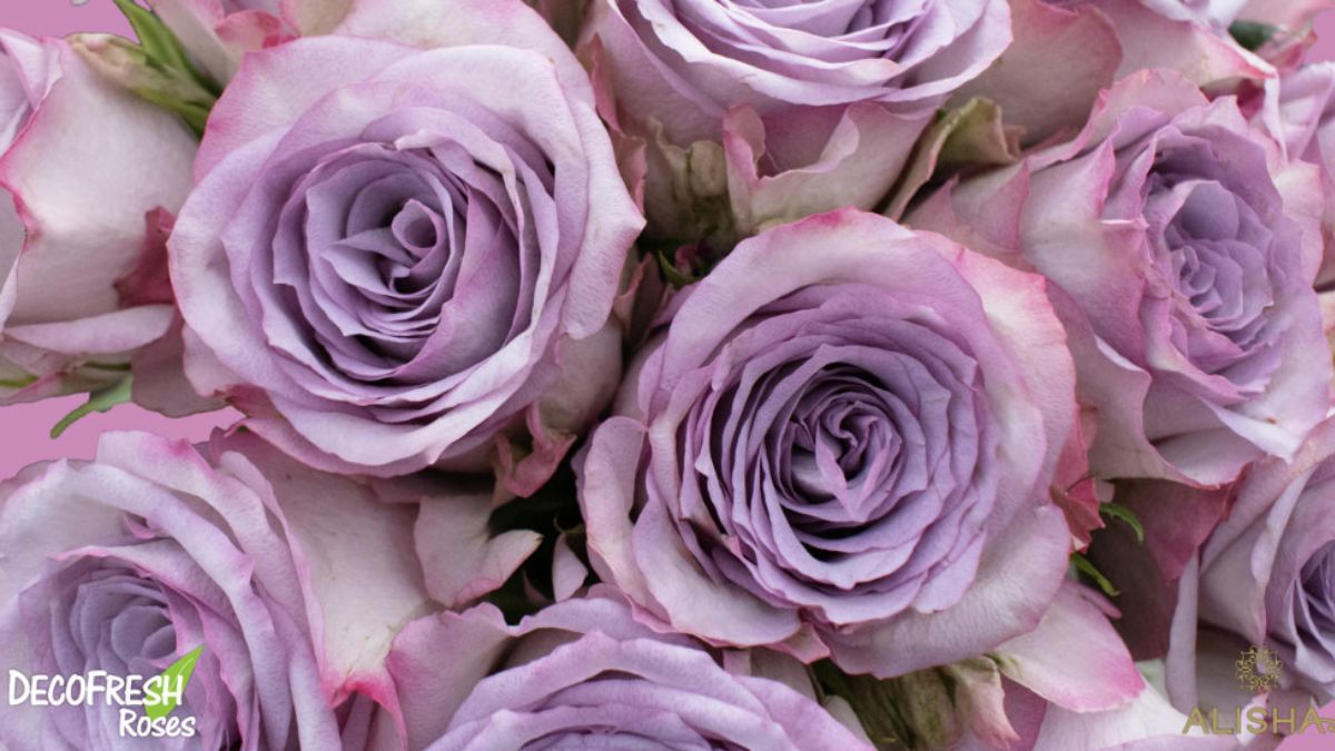 Rose Nova Zembla by DecoFresh