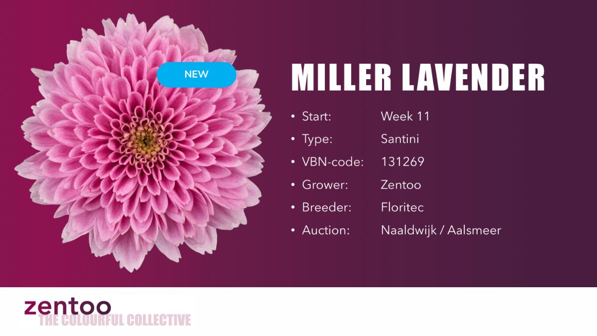 Chrysanthemum Miller Lavender&nbsp;