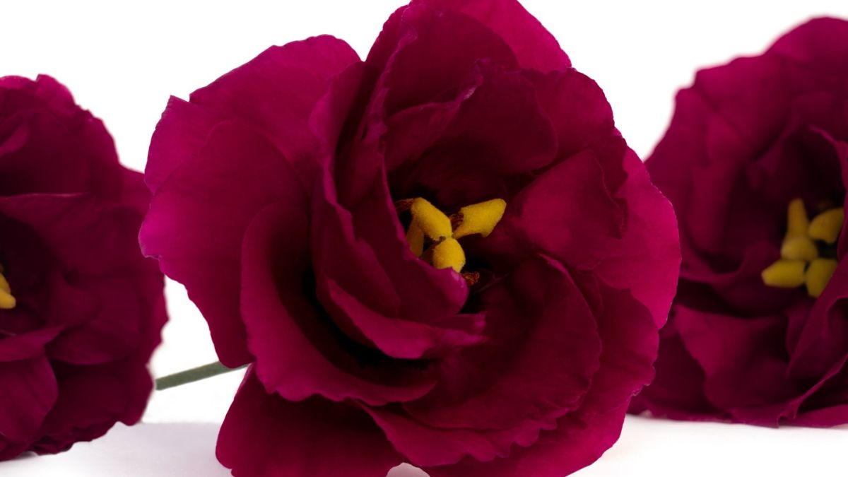 Lisianthus Rosita Ruby Red by Montana Lisianthus
