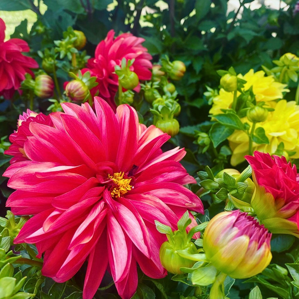 Sydney, Australia, hosted the AIPH Meeting Sydney 2026, one of the most significant gatherings on the international ornamental horticulture calendar.