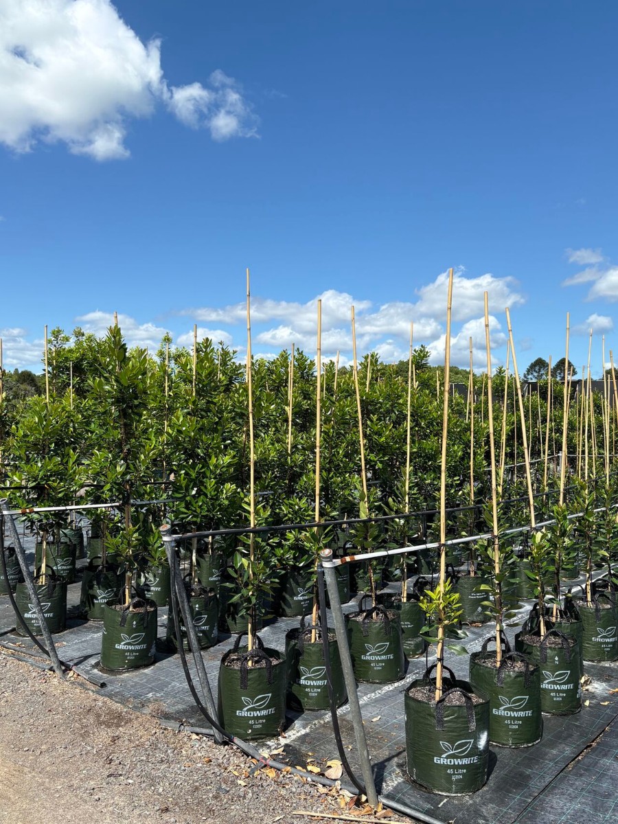 The AIPH Sydney Meeting 2026: Discussing and Addressing the Most Pressing Issues Facing the Horticulture Industry.