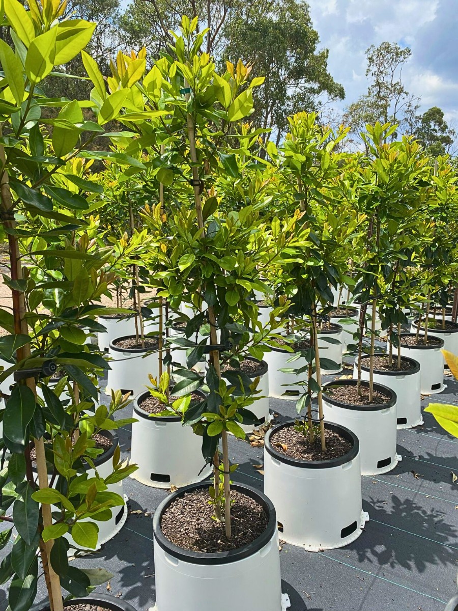 The AIPH Sydney Meeting 2026: Discussing and Addressing the Most Pressing Issues Facing the Horticulture Industry.