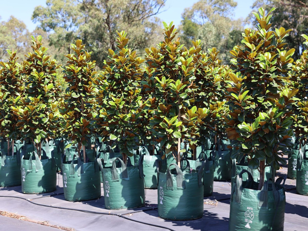 The AIPH Sydney Meeting 2026: Discussing and Addressing the Most Pressing Issues Facing the Horticulture Industry.