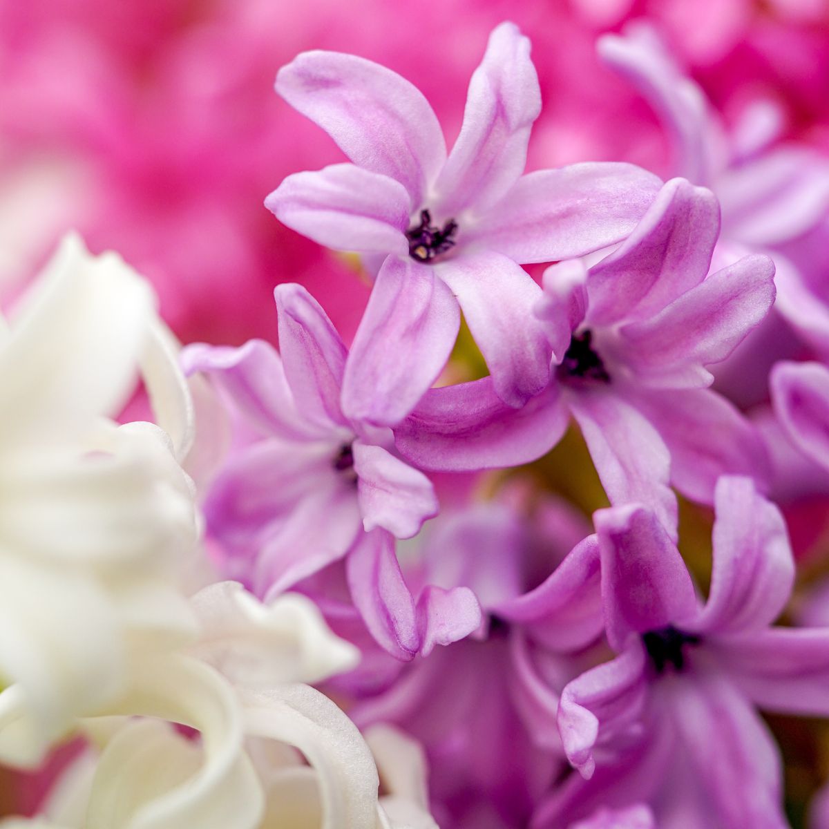 Close up Hyacinths by Decorum