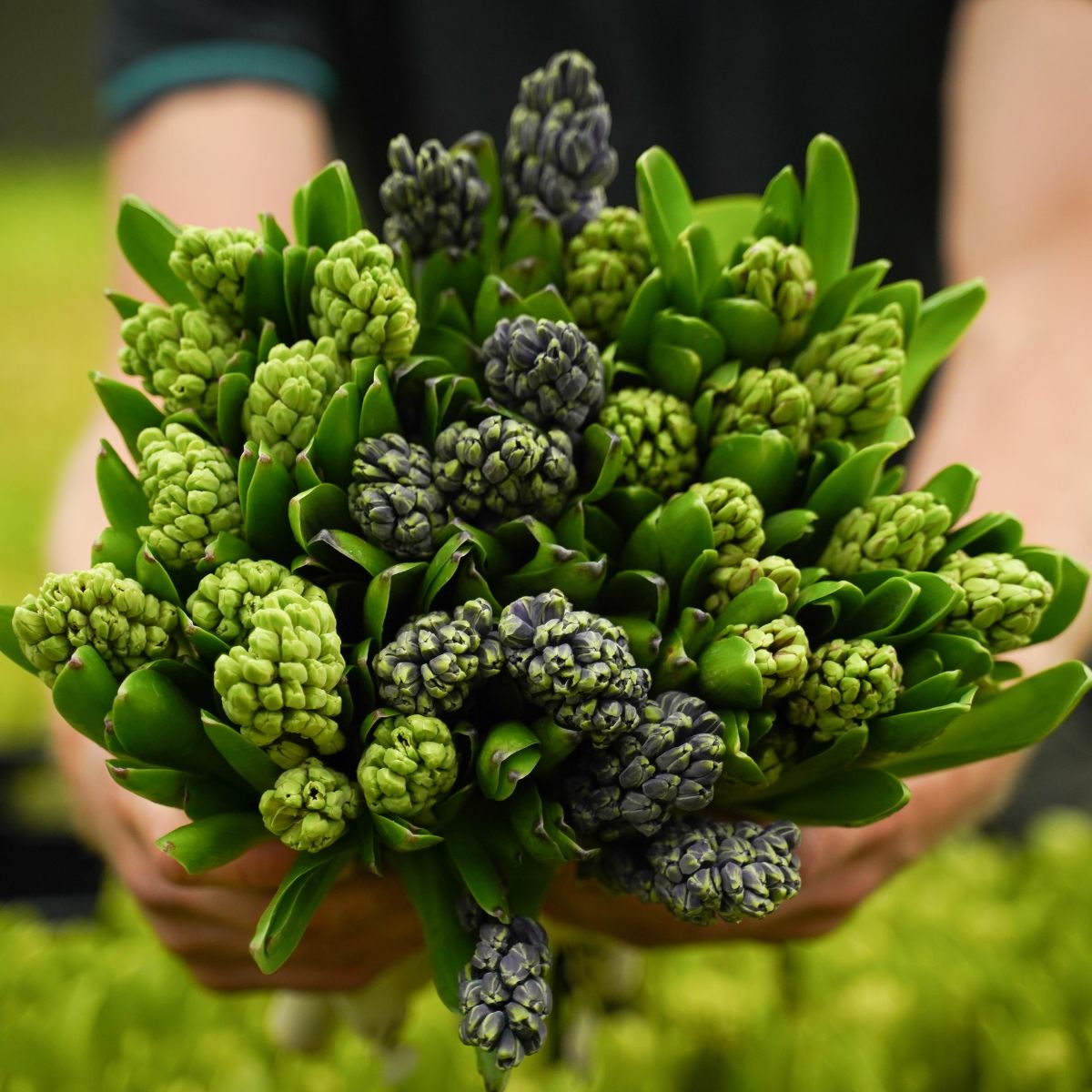 Decorum Hyacinths close up