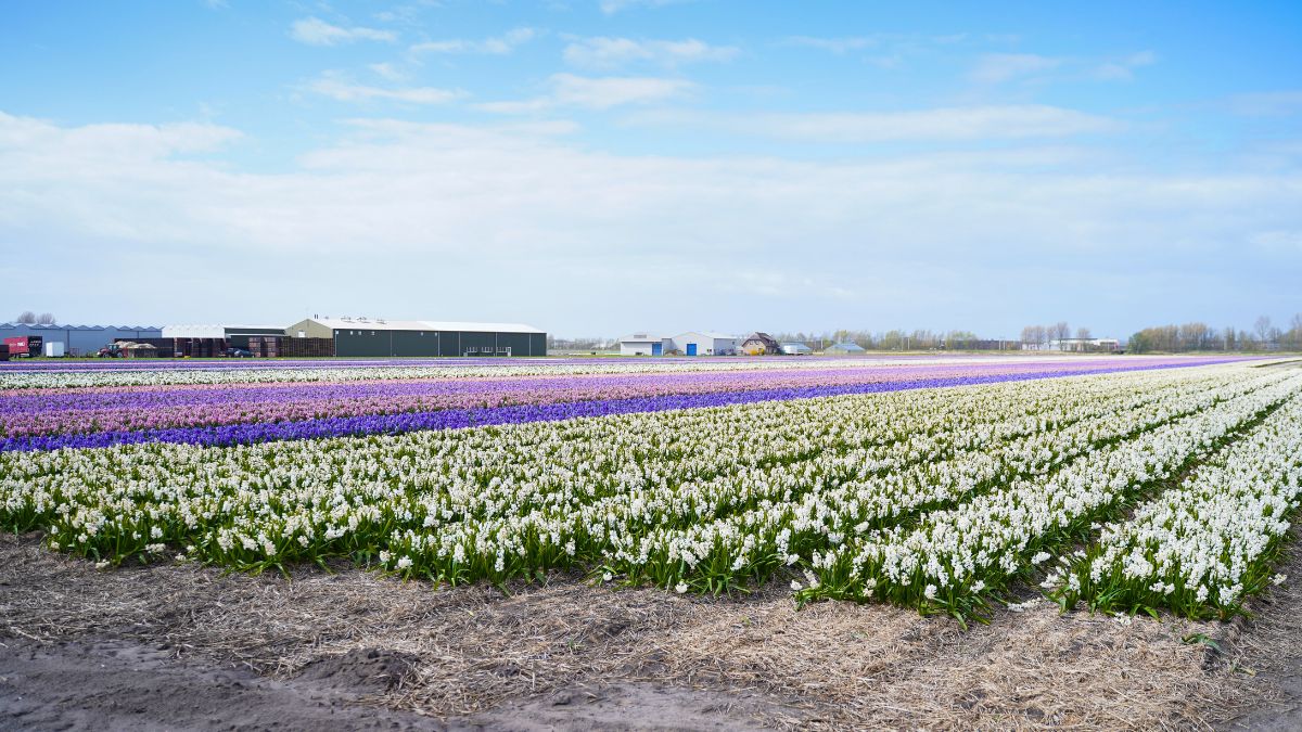 Van Noort Hyacinths on the field