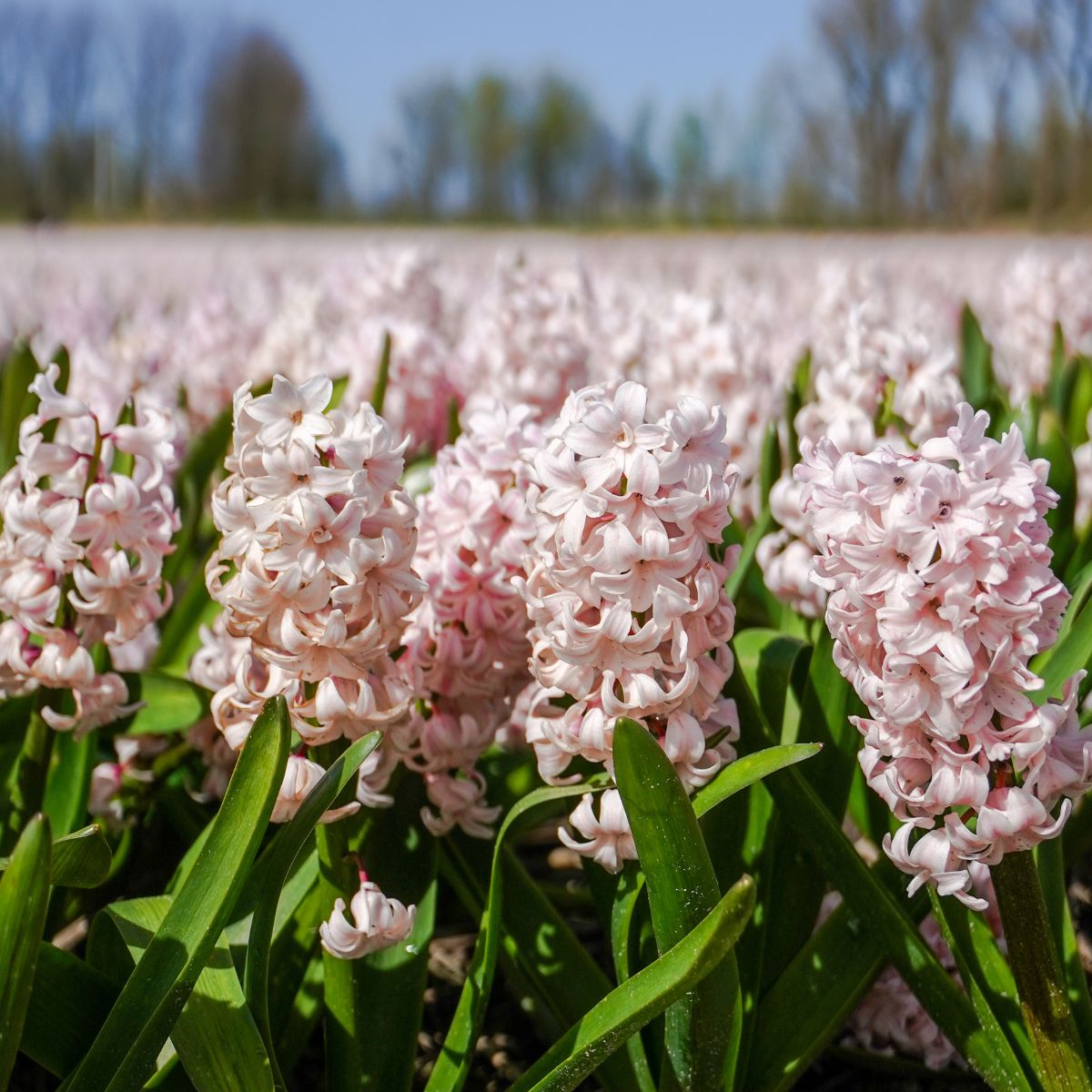 Van Noort Hyacinths outside