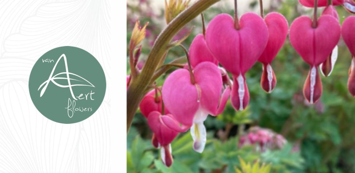 Van Aert Flowers Dicentra Spectabilis