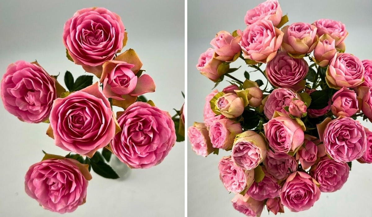 United Selections&rsquo; New Varieties That Will Color the Months Ahead