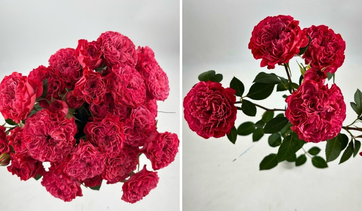 United Selections&rsquo; New Varieties That Will Delight You in the Coming Months