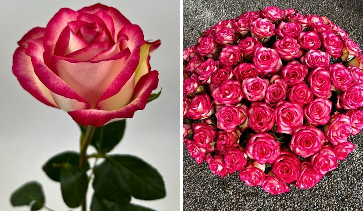 United Selections&rsquo; New Varieties That Will Delight You in the Coming Months