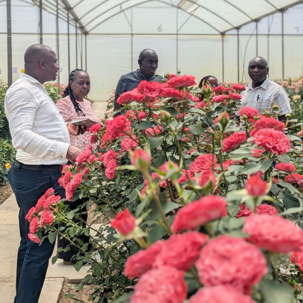 United Selections&rsquo; New Varieties That Will Delight You in the Coming Months